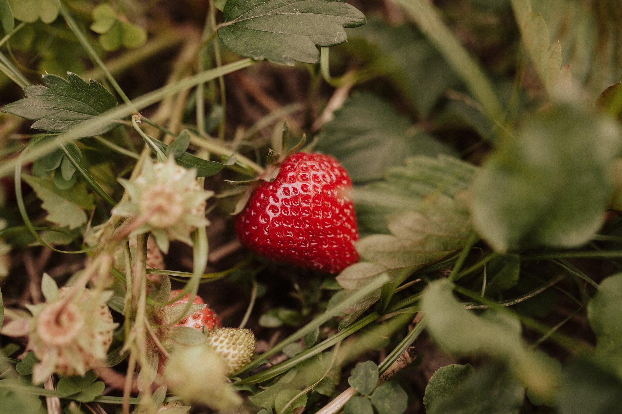 Fresh Produce – Charlotte Farms