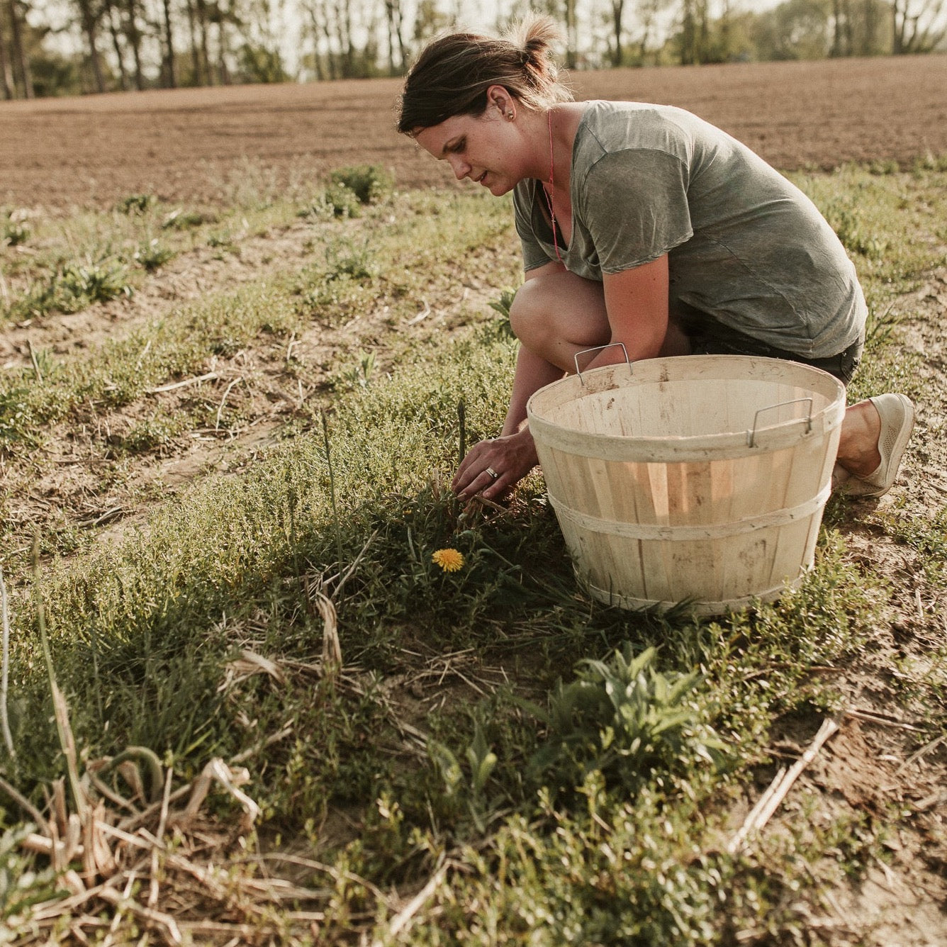 Organically grown Asparagus *OUT OF SEASON